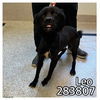 adoptable Dog in  named LEO