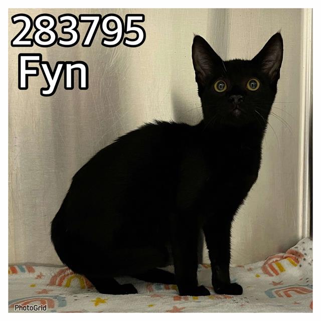 adoptable Cat in Macon, GA named FYN