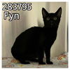 adoptable Cat in Macon, GA named FYN