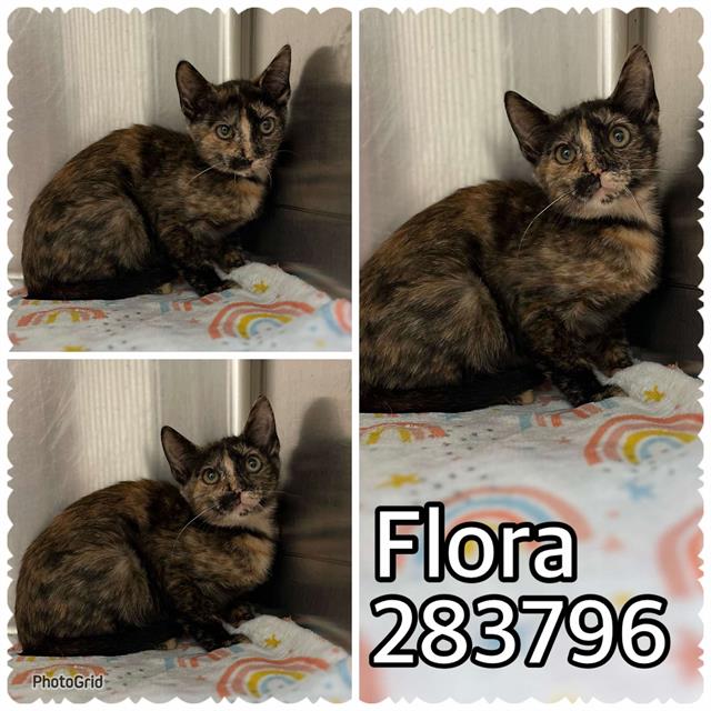 adoptable Cat in Macon, GA named FLORA