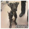 adoptable Dog in Macon, GA named ONYX