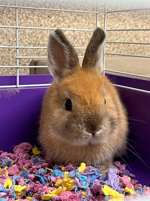 adoptable Rabbit in Macon, GA named A283798