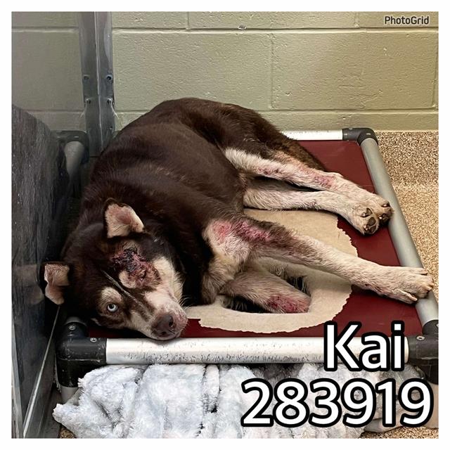 adoptable Dog in Macon, GA named KAI