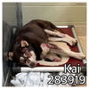 adoptable Dog in  named KAI