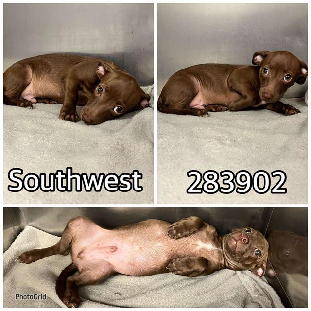 adoptable Dog in Macon, GA named SOUTHWEST