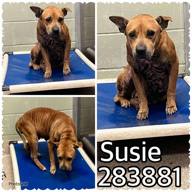 adoptable Dog in Macon, GA named SUSIE