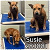 adoptable Dog in  named SUSIE