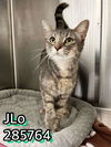 adoptable Cat in , GA named JLO