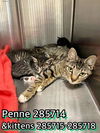 adoptable Cat in , GA named PENNE