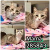 adoptable Cat in Macon, GA named MAMA