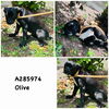 adoptable Dog in  named OLIVE