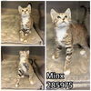 adoptable Cat in  named MINX