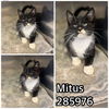 adoptable Cat in  named MITUS