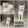adoptable Cat in  named MAYLEE