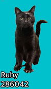 adoptable Cat in Macon, GA named RUBY