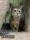 adoptable Cat in Macon, GA named SADI
