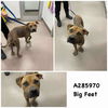 adoptable Dog in  named BIG FEET
