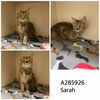 adoptable Cat in Macon, GA named SARAH