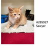 adoptable Cat in Macon, GA named SAWYER