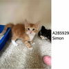 adoptable Cat in Macon, GA named SIMON