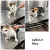 adoptable Cat in  named RILEY