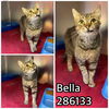 adoptable Cat in Macon, GA named BELLA