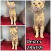 adoptable Cat in Macon, GA named DEXTER