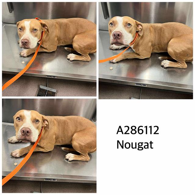 adoptable Dog in Macon, GA named NOUGAT