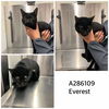 adoptable Cat in Macon, GA named EVEREST