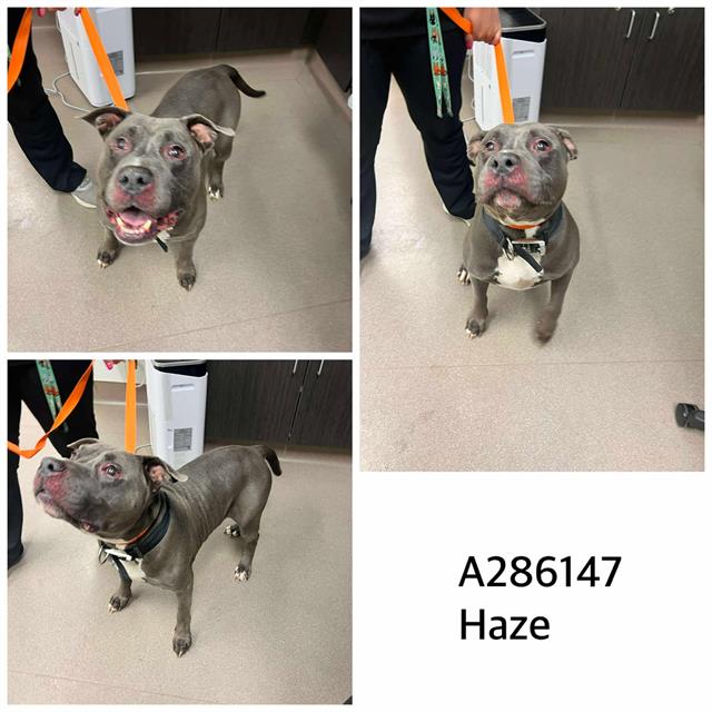 adoptable Dog in Macon, GA named HAZE