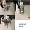adoptable Dog in  named HAZE