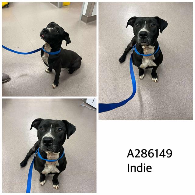 adoptable Dog in Macon, GA named INDIE
