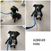adoptable Dog in  named INDIE