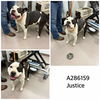 adoptable Dog in  named JUSTICE