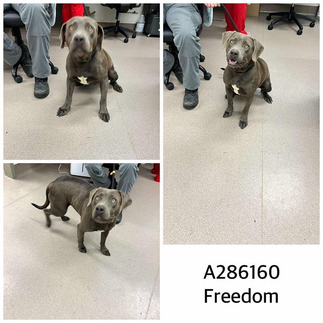 adoptable Dog in Macon, GA named FREEDOM