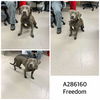 adoptable Dog in  named FREEDOM