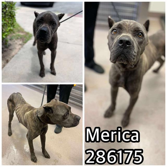adoptable Dog in Macon, GA named MERICA