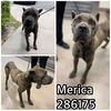 adoptable Dog in  named MERICA