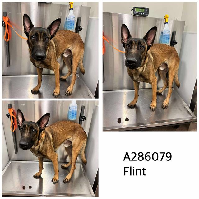 adoptable Dog in Macon, GA named FLINT