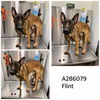 adoptable Dog in  named FLINT
