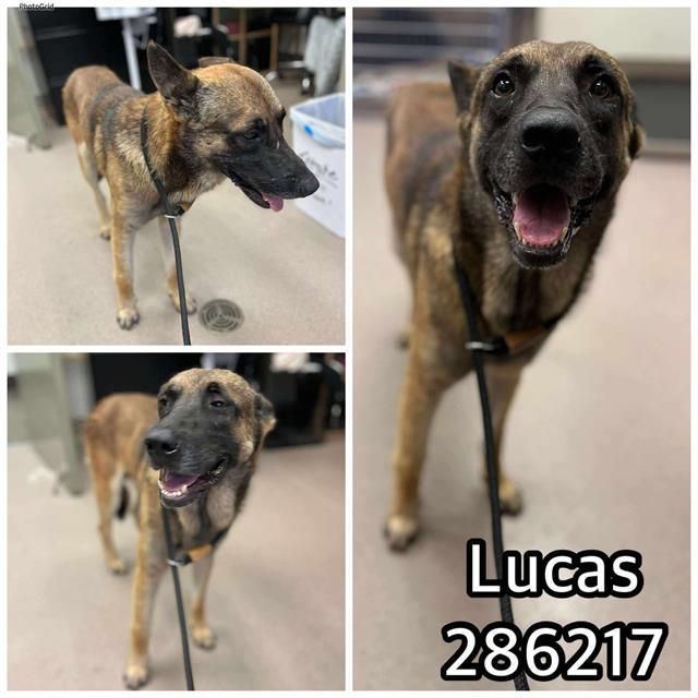 adoptable Dog in Macon, GA named LUCAS