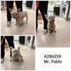 adoptable Dog in , GA named MR.PABLO