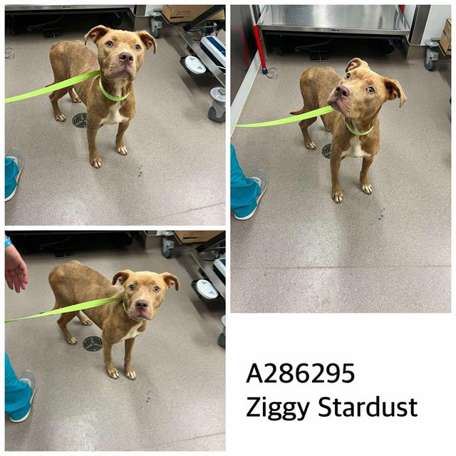 adoptable Dog in Macon, GA named ZIGGY STARDUST