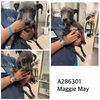 adoptable Dog in  named MAGGIE MAY