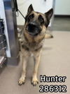adoptable Dog in , GA named HUNTER