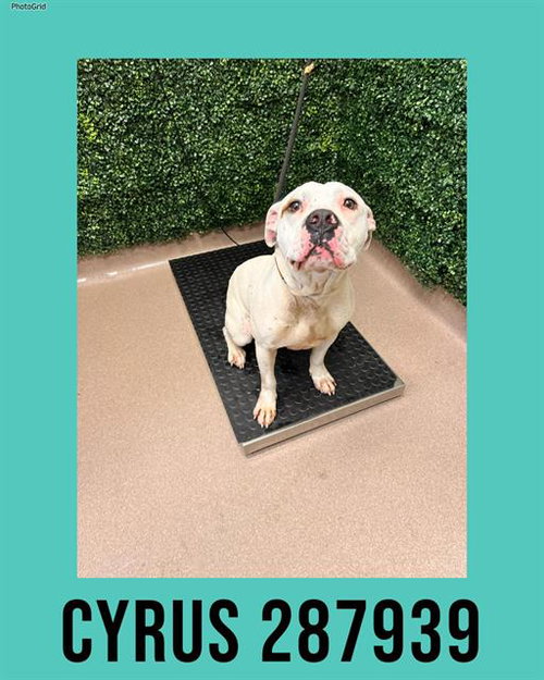 picture of the dog needing adoption
