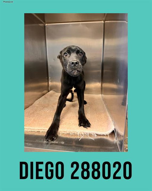 DIEGO, an adoptable Labrador Retriever in Macon, GA
