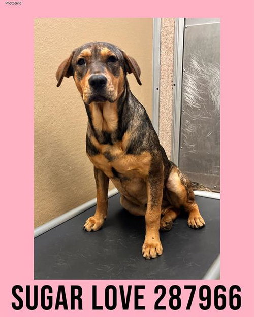 picture of the dog needing adoption