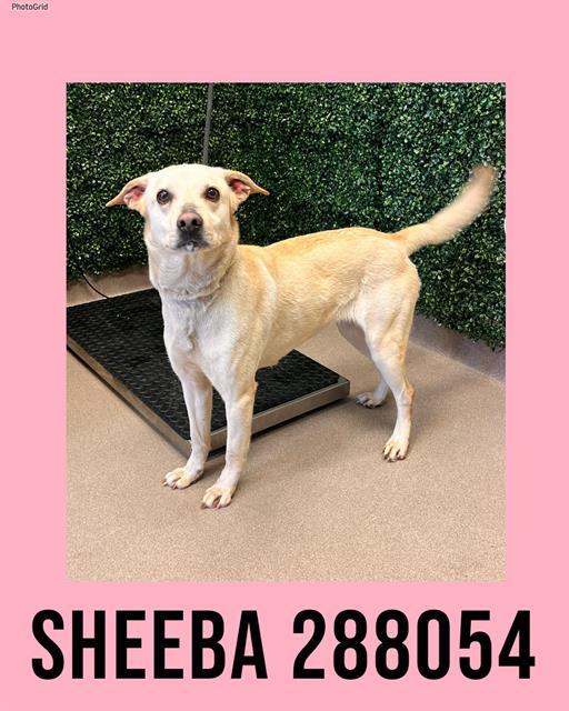 SHEEBA