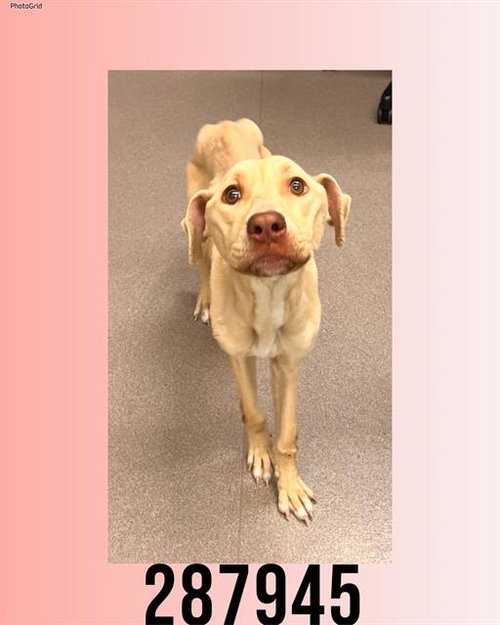 picture of the dog needing adoption